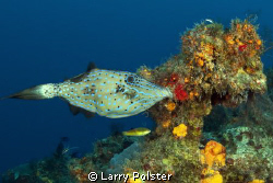 Cozumel, scrawled file fish, Tokina 10-17mm by Larry Polster 